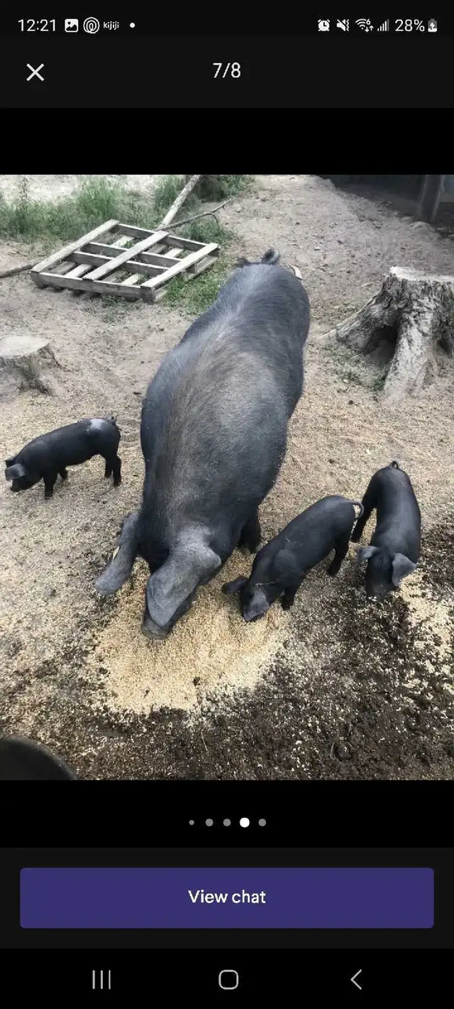 English large black piglets