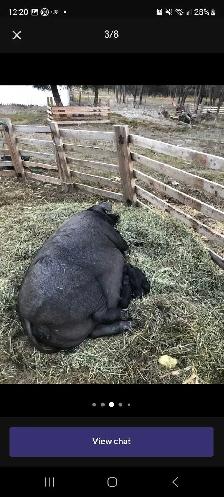English large black piglets - Photo 2