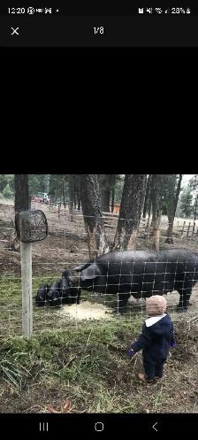 English large black piglets - Photo 3