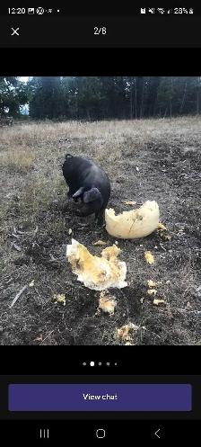 English large black piglets - Photo 5