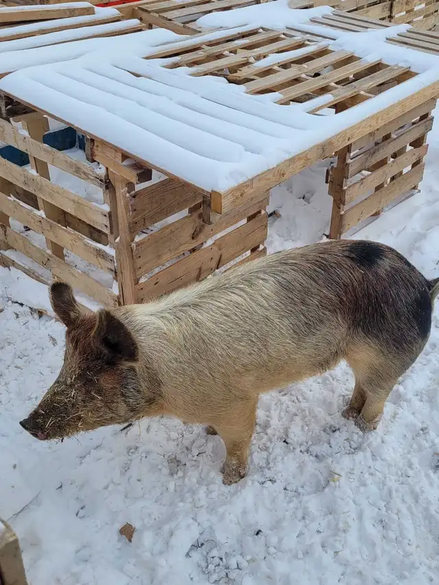 proven boar for breeding services