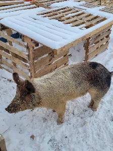 proven boar for breeding services