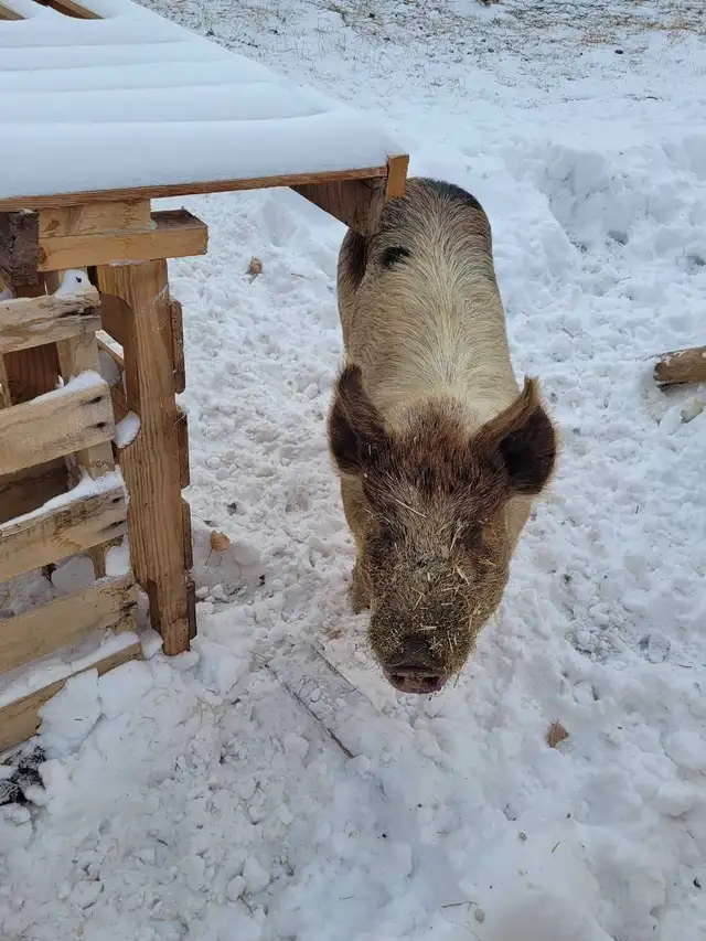 proven boar for breeding services - Photo 2