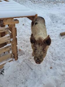 proven boar for breeding services - Photo 2