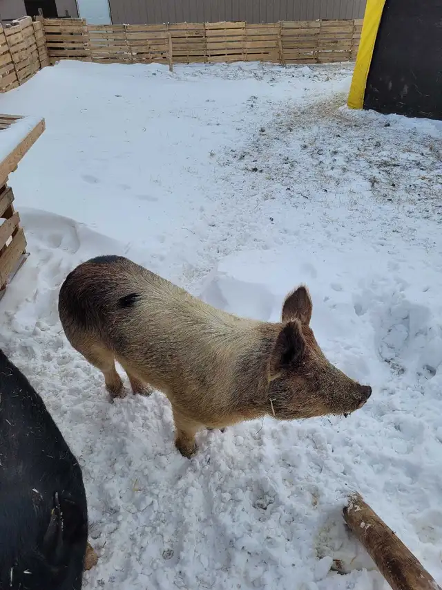 proven boar for breeding services - Photo 3