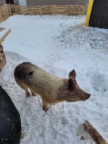 proven boar for breeding services - Photo 3