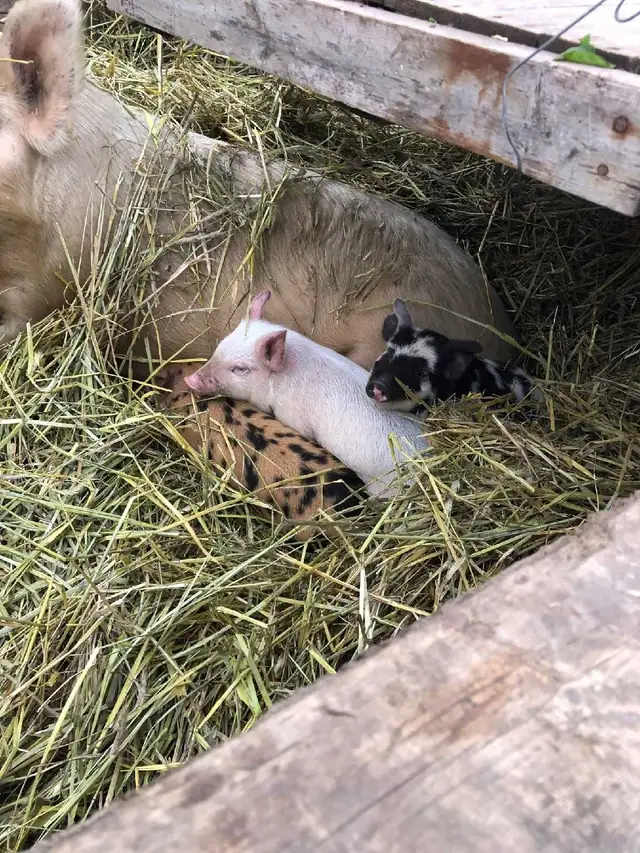 proven boar for breeding services - Photo 4