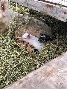 proven boar for breeding services - Photo 4