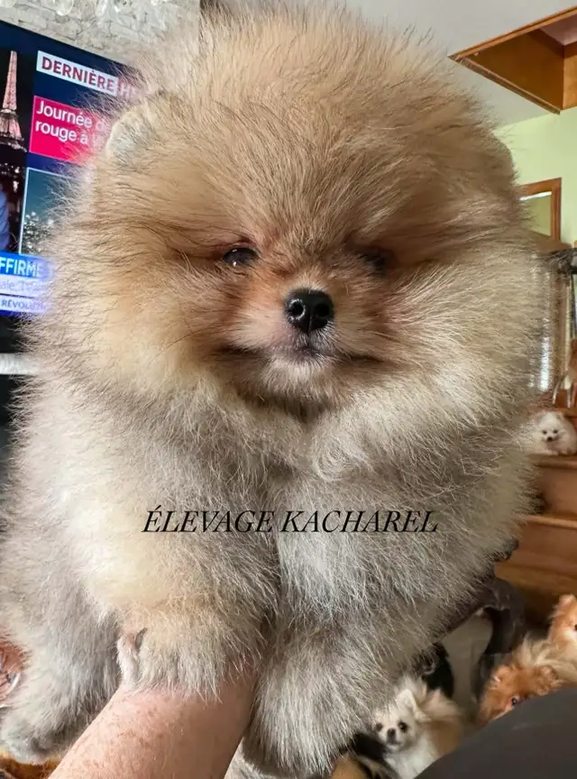 POMERANIEN LOU-LOU MÂLE PAPA IMPORTÉ DE CORÉE LIGNÉES CH.