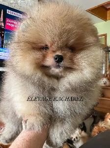 POMERANIEN LOU-LOU MÂLE PAPA IMPORTÉ DE CORÉE LIGNÉES CH.