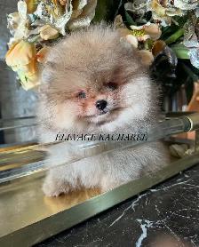 POMERANIEN LOU-LOU MÂLE PAPA IMPORTÉ DE CORÉE LIGNÉES CH. - Photo 2