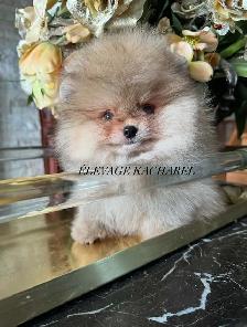 POMERANIEN LOU-LOU MÂLE PAPA IMPORTÉ DE CORÉE LIGNÉES CH. - Photo 3
