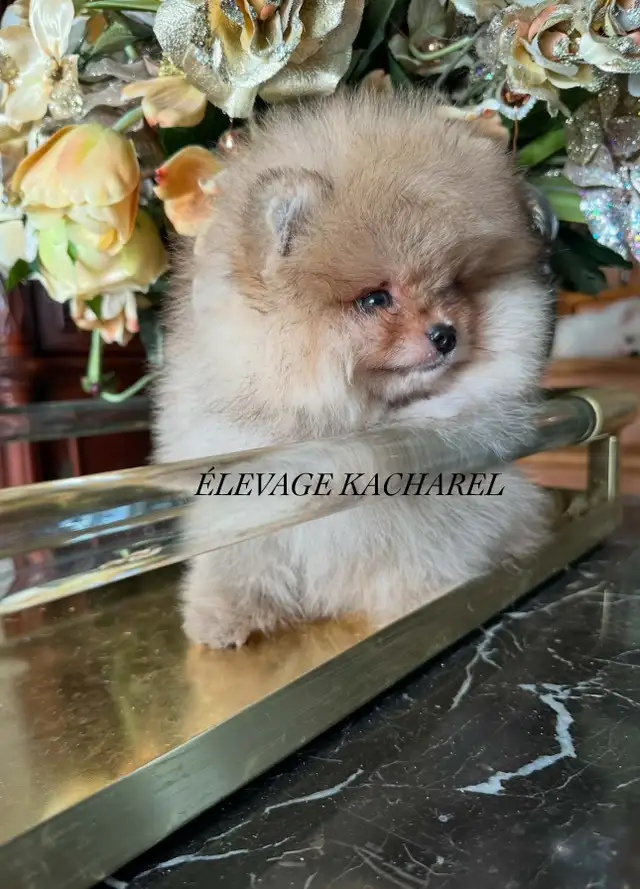 POMERANIEN LOU-LOU MÂLE PAPA IMPORTÉ DE CORÉE LIGNÉES CH. - Photo 4