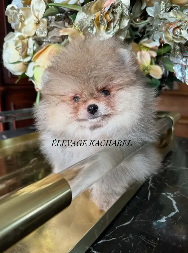 POMERANIEN LOU-LOU MÂLE PAPA IMPORTÉ DE CORÉE LIGNÉES CH. - Photo 5
