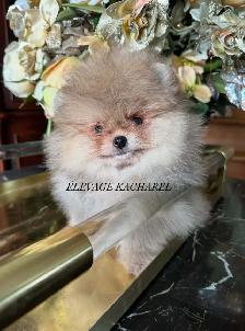 POMERANIEN LOU-LOU MÂLE PAPA IMPORTÉ DE CORÉE LIGNÉES CH. - Photo 5