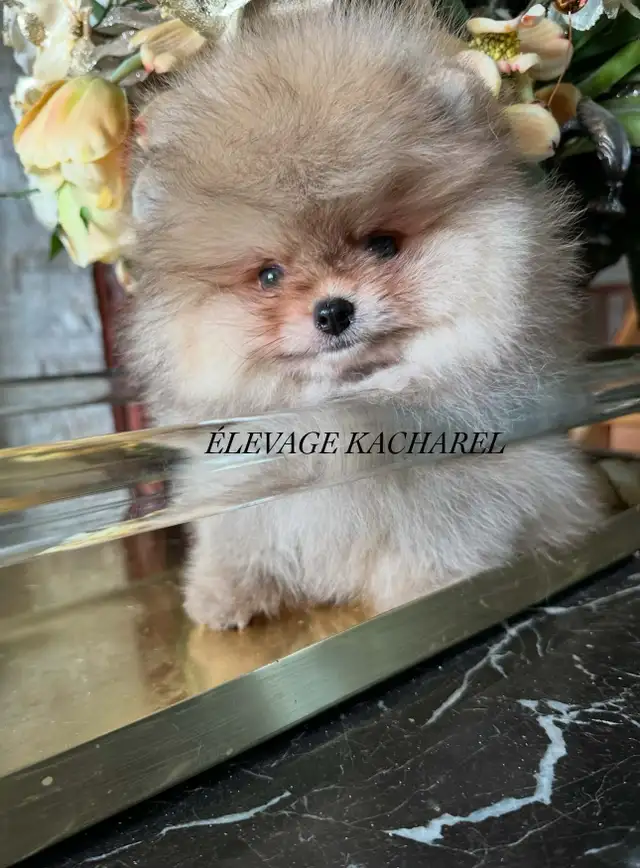 POMERANIEN LOU-LOU MÂLE PAPA IMPORTÉ DE CORÉE LIGNÉES CH. - Photo 6
