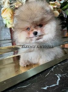 POMERANIEN LOU-LOU MÂLE PAPA IMPORTÉ DE CORÉE LIGNÉES CH. - Photo 6