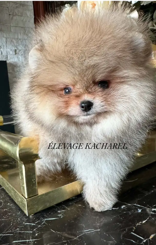 POMERANIEN LOU-LOU MÂLE PAPA IMPORTÉ DE CORÉE LIGNÉES CH. - Photo 7