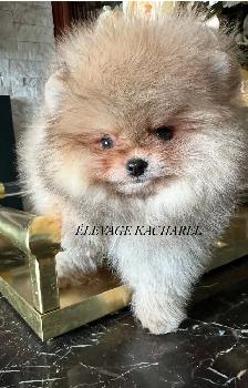 POMERANIEN LOU-LOU MÂLE PAPA IMPORTÉ DE CORÉE LIGNÉES CH. - Photo 7