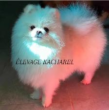 POMERANIEN LOU-LOU MÂLE PAPA IMPORTÉ DE CORÉE LIGNÉES CH. - Photo 8