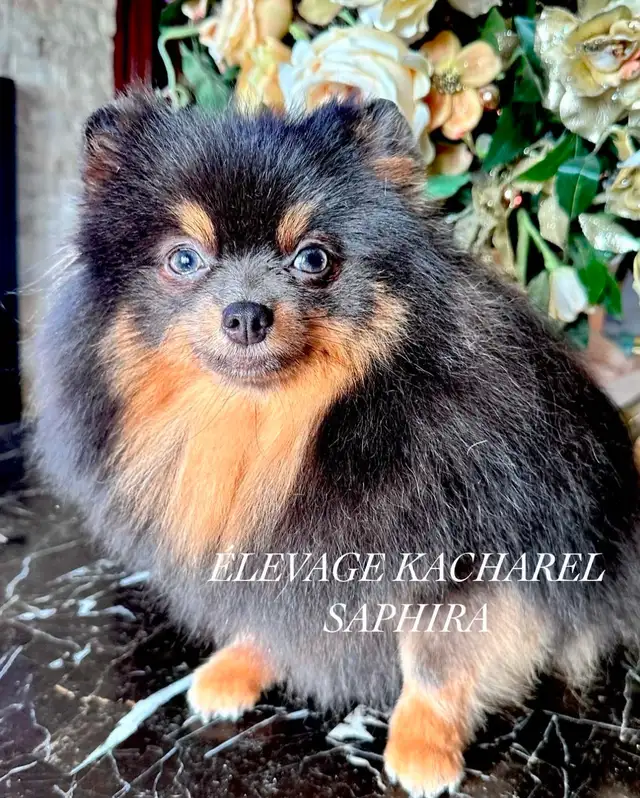 POMERANIEN LOU-LOU MÂLE PAPA IMPORTÉ DE CORÉE LIGNÉES CH. - Photo 9