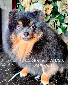 POMERANIEN LOU-LOU MÂLE PAPA IMPORTÉ DE CORÉE LIGNÉES CH. - Photo 9