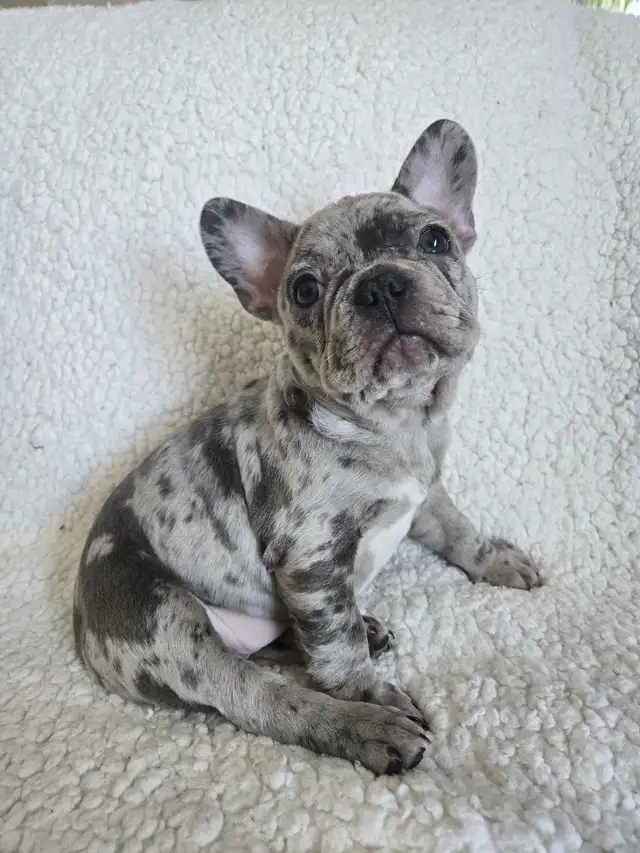 1 Left! 3/4 Frenchie Pups!