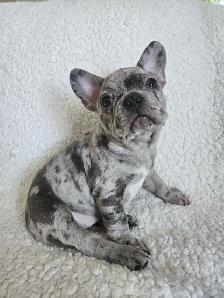 1 Left! 3/4 Frenchie Pups!