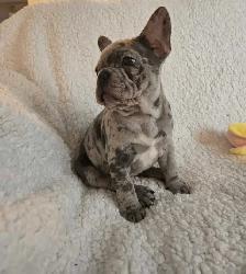 1 Left! 3/4 Frenchie Pups! - Photo 2