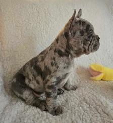 1 Left! 3/4 Frenchie Pups! - Photo 3