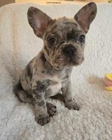 1 Left! 3/4 Frenchie Pups! - Photo 4