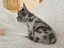 1 Left! 3/4 Frenchie Pups! - Photo 5