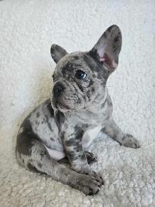 1 Left! 3/4 Frenchie Pups! - Photo 6