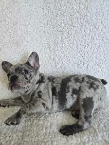 1 Left! 3/4 Frenchie Pups! - Photo 7