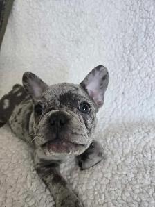 1 Left! 3/4 Frenchie Pups! - Photo 8
