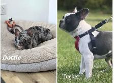 1 Left! 3/4 Frenchie Pups! - Photo 9