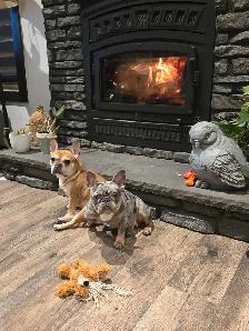 1 Left! 3/4 Frenchie Pups! - Photo 10