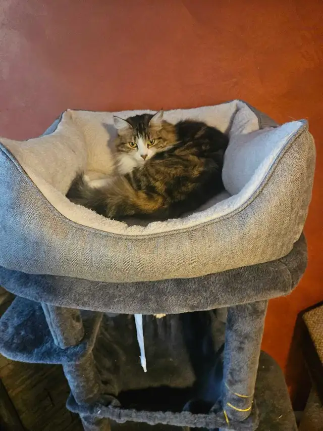 Pension pour chats à St-Jean sur Richelieu