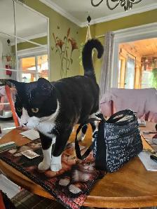 Pension pour chats à St-Jean sur Richelieu - Photo 3