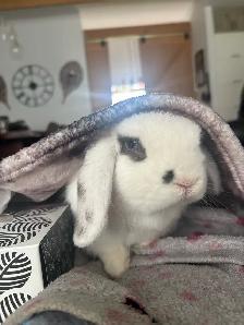 lapine à donner - Photo 2