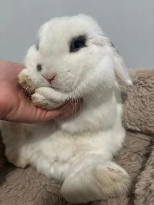 lapine à donner - Photo 3