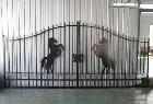14′ Driveway Iron Gate Beautiful Horse Artwork, Strong & Secure