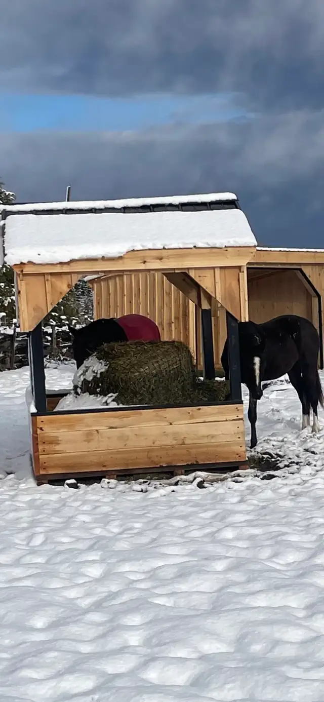LOOKING FOR SECOND CUT HAY ROUND BALES