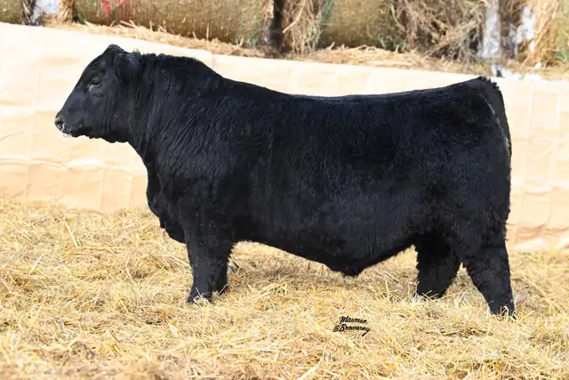 Purebred Black Angus and Sim-Angus Bulls For Sale - Photo 2