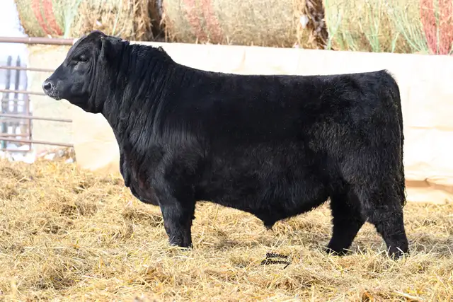 Purebred Black Angus and Sim-Angus Bulls For Sale - Photo 4