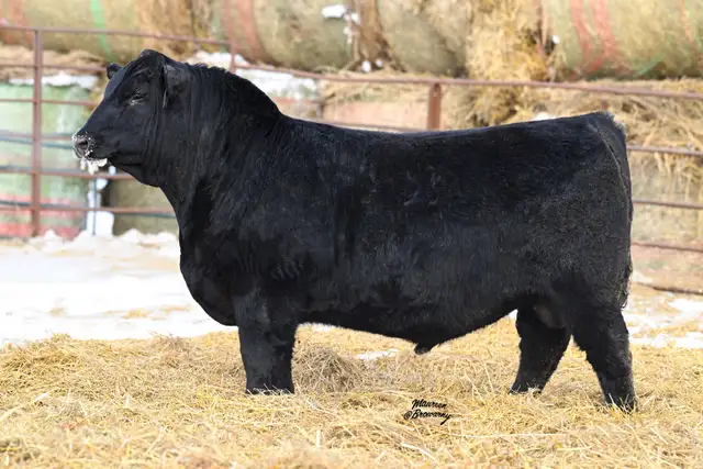 Purebred Black Angus and Sim-Angus Bulls For Sale