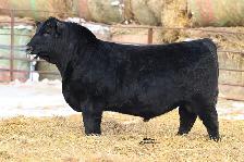 Purebred Black Angus and Sim-Angus Bulls For Sale
