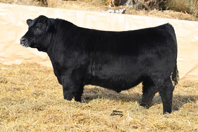 Purebred Black Angus and Sim-Angus Bulls For Sale - Photo 2