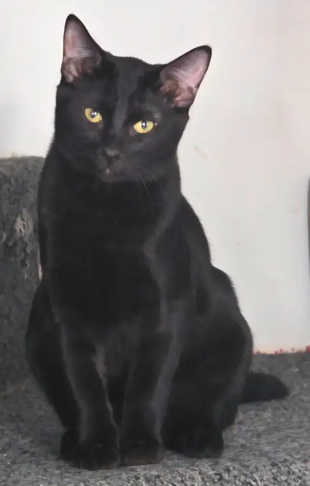 male siamois x highland lynx