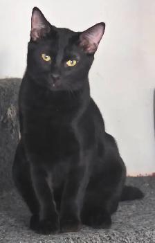 male siamois x highland lynx